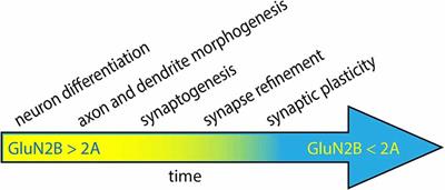 GRIN2B-related neurodevelopmental disorder: current understanding of pathophysiological mechanisms